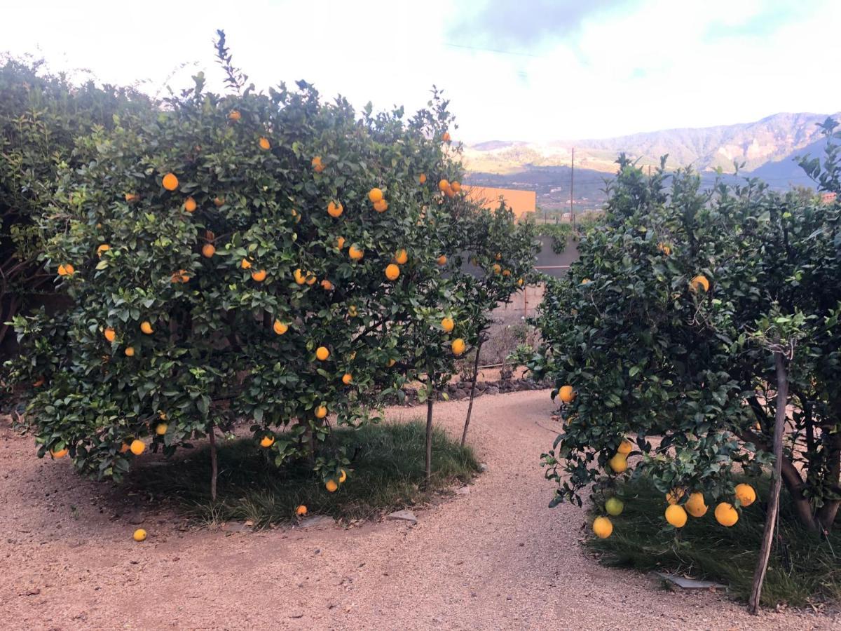 Afrikan Krisant Tenerife, Casa Rural Ecologica Arafo Dış mekan fotoğraf