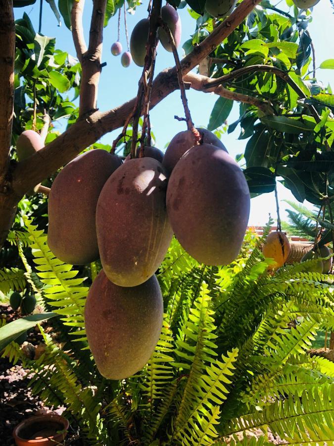 Afrikan Krisant Tenerife, Casa Rural Ecologica Arafo Dış mekan fotoğraf