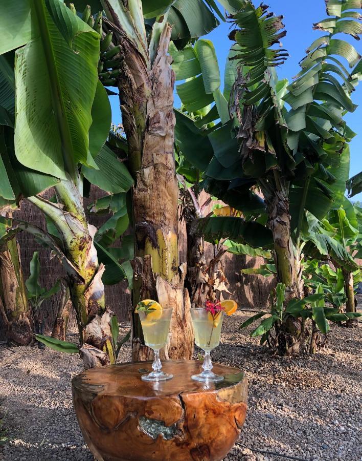 Afrikan Krisant Tenerife, Casa Rural Ecologica Arafo Dış mekan fotoğraf