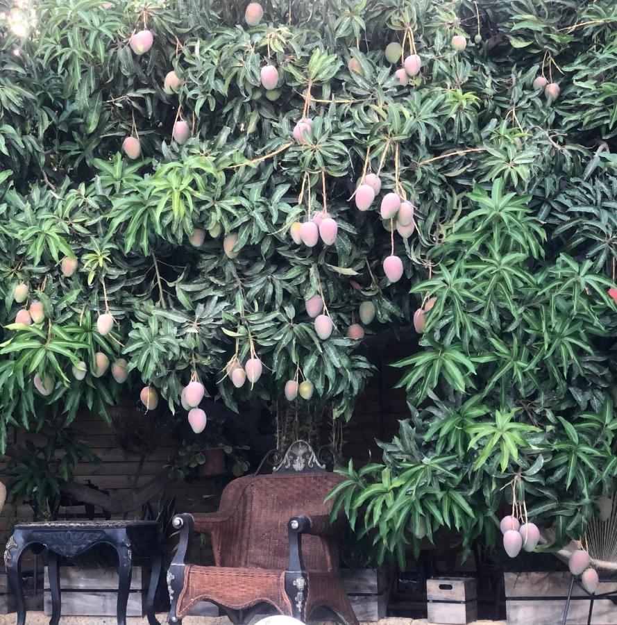 Afrikan Krisant Tenerife, Casa Rural Ecologica Arafo Dış mekan fotoğraf