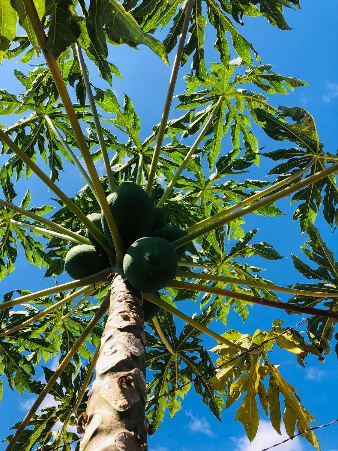 Afrikan Krisant Tenerife, Casa Rural Ecologica Arafo Dış mekan fotoğraf