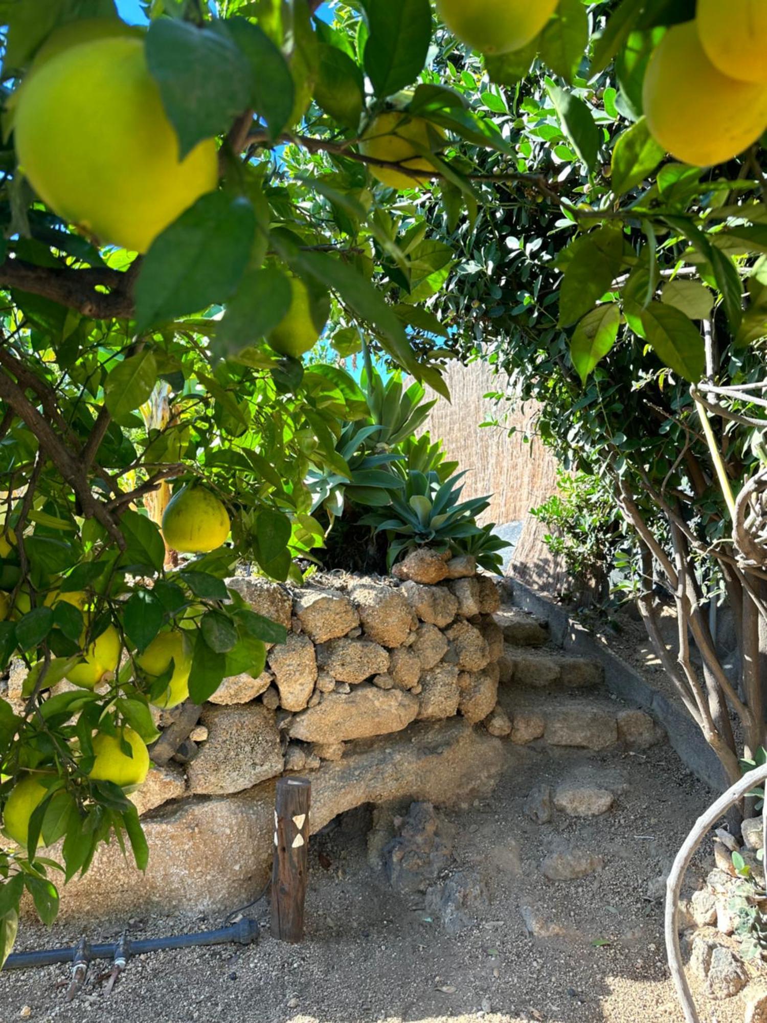 Afrikan Krisant Tenerife, Casa Rural Ecologica Arafo Dış mekan fotoğraf