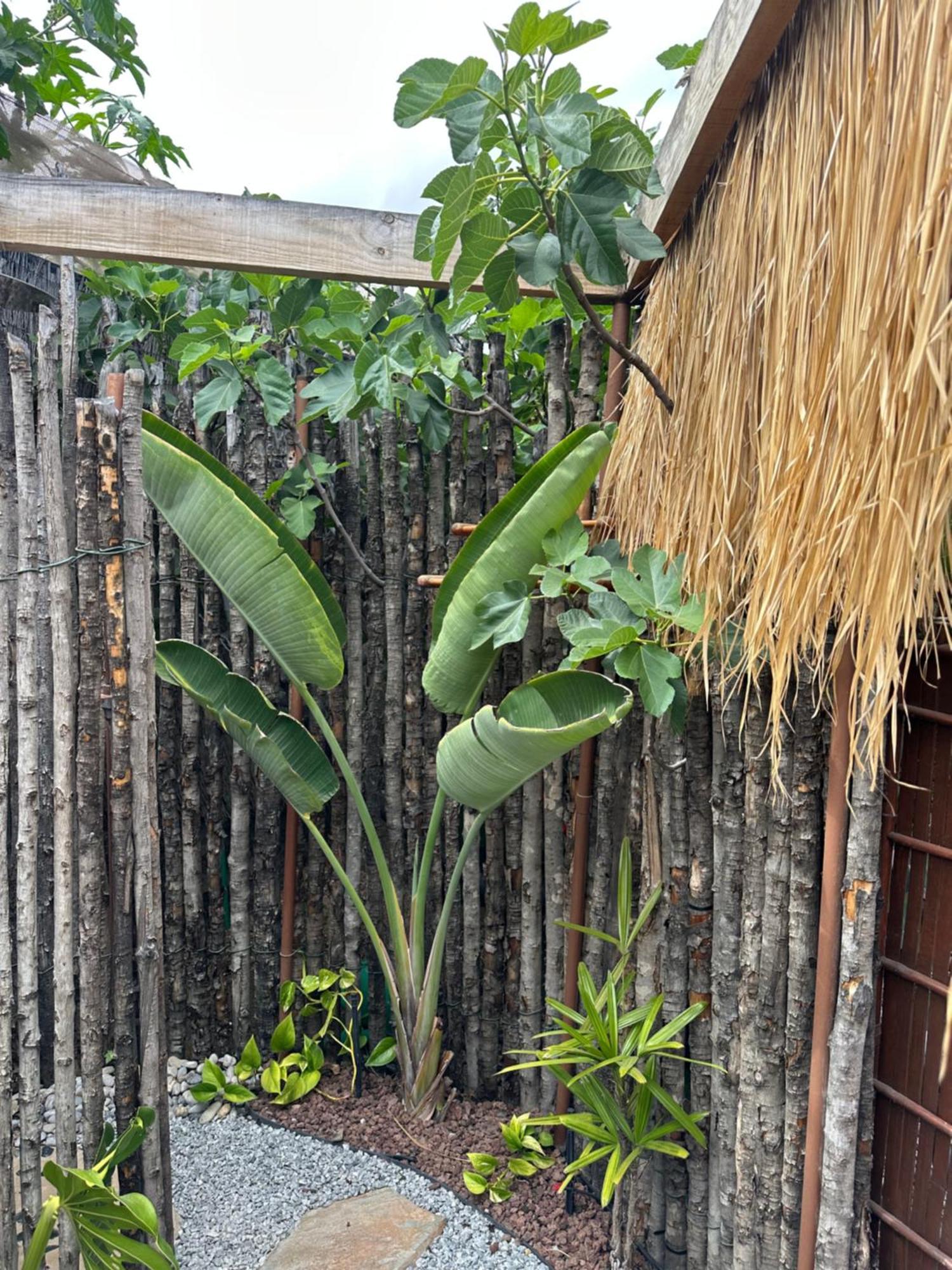 Afrikan Krisant Tenerife, Casa Rural Ecologica Arafo Dış mekan fotoğraf